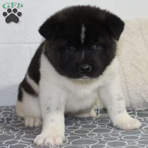 Oreo, Akita Puppy